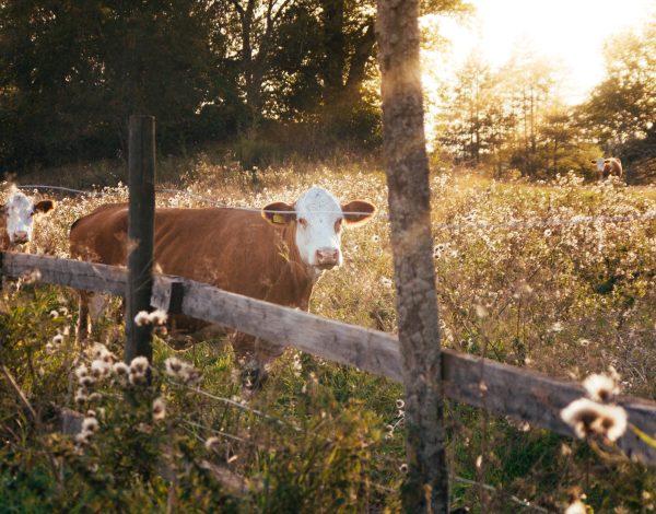 christian-widell-vrT3Z9UKFEg-unsplash christian-widell-vrT3Z9UKFEg-unsplash