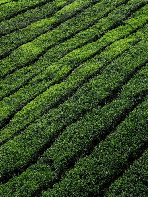 colin-roe-H1RWuPMIgBY-unsplash-scaled colin-roe-H1RWuPMIgBY-unsplash-scaled